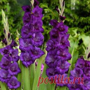 5 СЕКРЕТОВ ГЛАДИОЛУСОВ
Эти красавцы с мощными стеблями и крупными цветами давно занимают ведущее место в российских садах. Но не у всех они удаются. А все потому, что им не обеспечили должных условий.
На самом деле уход за гладиолусами несложен. Просто надо учесть некоторые моменты.
Гладиолус - культура чисто СРЕЗОЧНАЯ. Его практически невозможно 