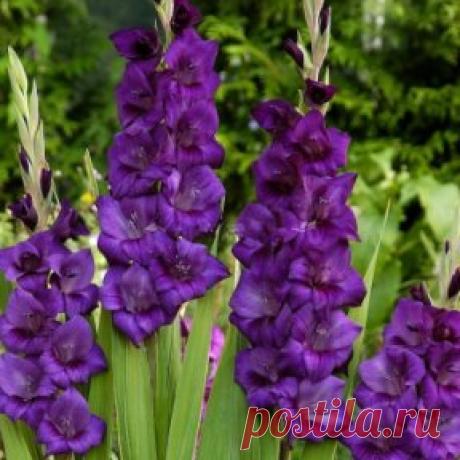 5 СЕКРЕТОВ ГЛАДИОЛУСОВ
Эти красавцы с мощными стеблями и крупными цветами давно занимают ведущее место в российских садах. Но не у всех они удаются. А все потому, что им не обеспечили должных условий.
На самом деле уход за гладиолусами несложен. Просто надо учесть некоторые моменты.
Гладиолус - культура чисто СРЕЗОЧНАЯ. Его практически невозможно "вписать" в цветник - обычно и размещают в севообороте огорода. И при цветении в грунте замещающая луковица получается ослабленной.
1. Выбирайте русски