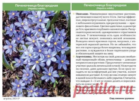 Печеночница благородная