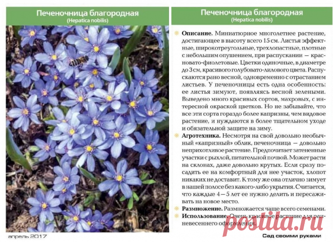 Печеночница благородная