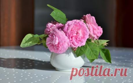 Розы - одно из прекрасных творений природы./Фотообои.