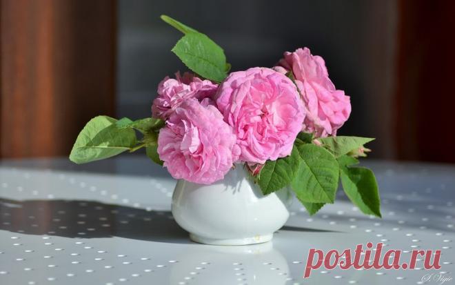 Розы - одно из прекрасных творений природы./Фотообои.