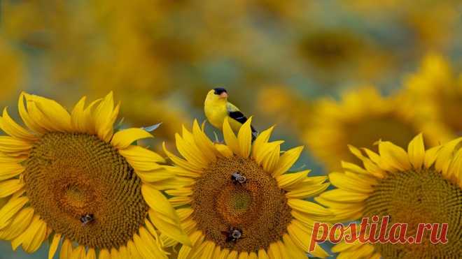 Goldfinch, South Carolina, USA - Bing Gallery