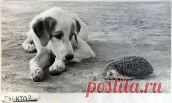 Увидеть время в снимках 1960-70-х годов фотографа-этнографа Георгия Аргиропуло Георгий Ахиллесович Аргиропуло более 30 лет проработал фотографом в экспедициях в Институте этнографии и антропологии РАН. Это время он называл самым интересным в своей жизни.