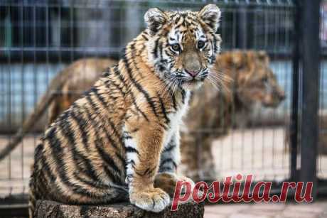 Московская полиция взяла шефство над спасенным тигренком Степой