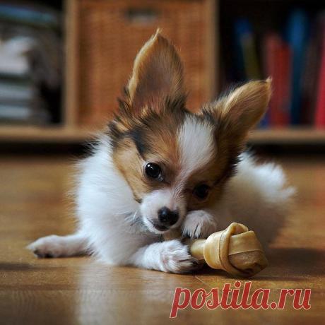 10 самых агрессивных пород собак / Питомцы