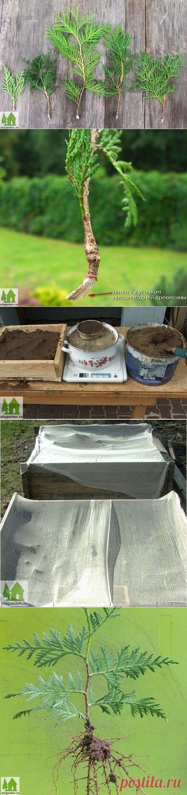 Как размножить тую