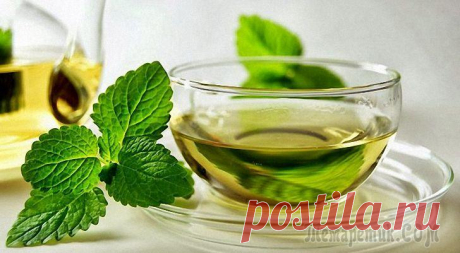 Польза и вред зеленого чая