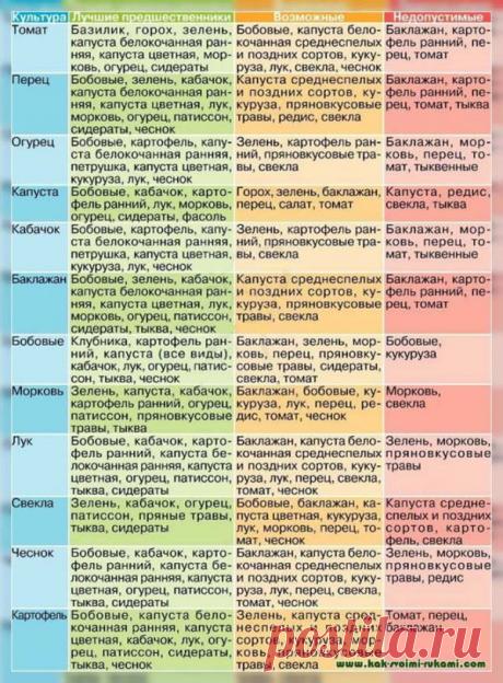 Лучшие предшественники для посадки озимого чеснока: после каких культур лучше сажать чеснок? |