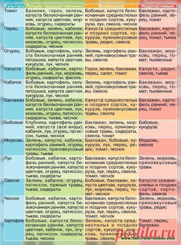 Лучшие предшественники для посадки озимого чеснока: после каких культур лучше сажать чеснок? |