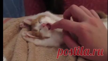 Умора! Котик крепко спит