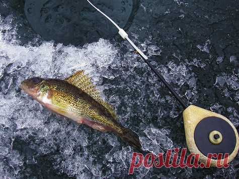 Как добыть ершей на ушицу?