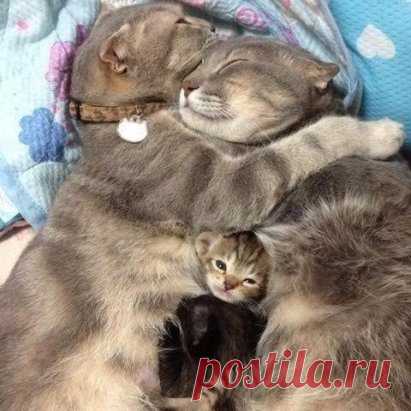 Семья