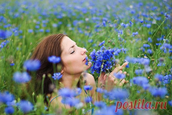 Василек в легендах и сказках Василек – визитная карточка наших бескрайних полей и дорог! Маленький кусочек неба, растущий среди густых колосьев, символ верности, безграничного доверия.