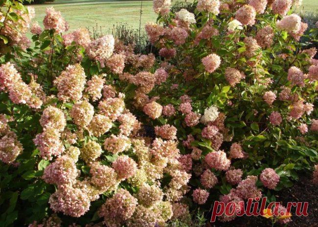 Как правильно обрезают гортензию осенью