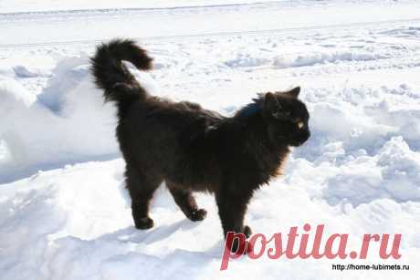 Черная кошка на снегу