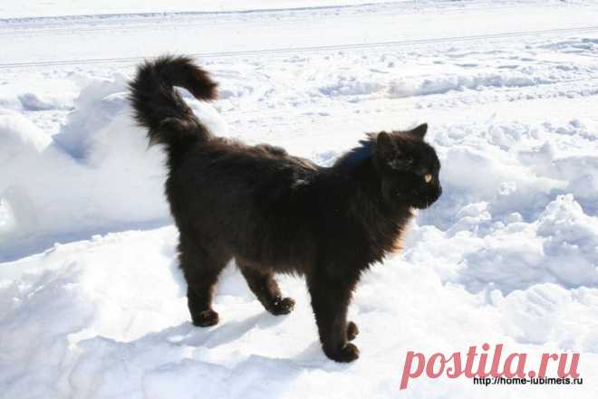 Черная кошка на снегу