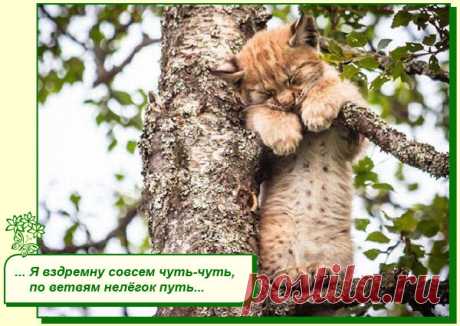Хорошего Вам настроения.