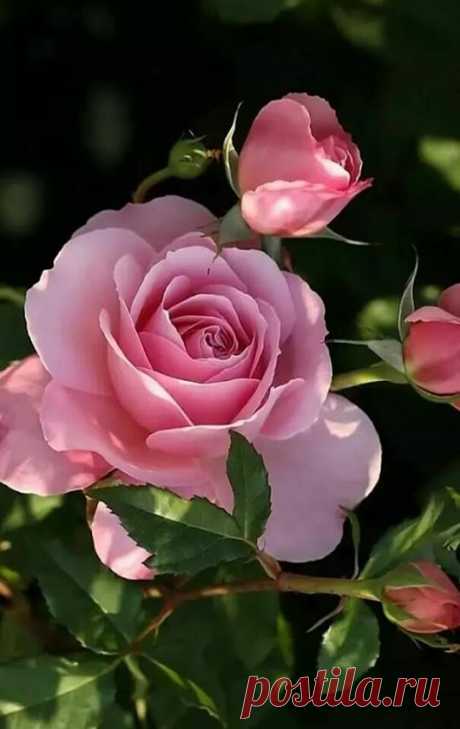 Flowers – Google+