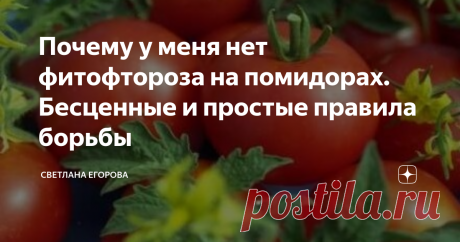 Почему у меня нет фитофтороза на помидорах. Бесценные и простые правила борьбы