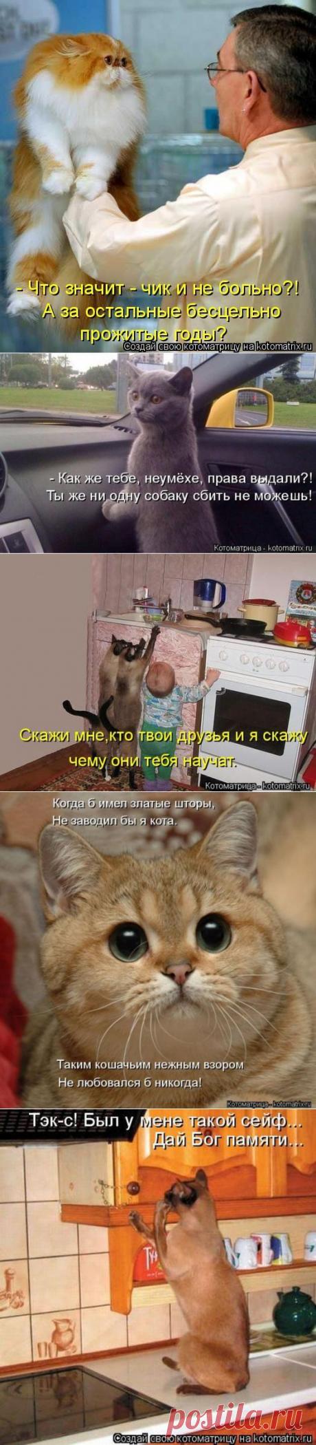 Прикольные котоматрицы / Питомцы