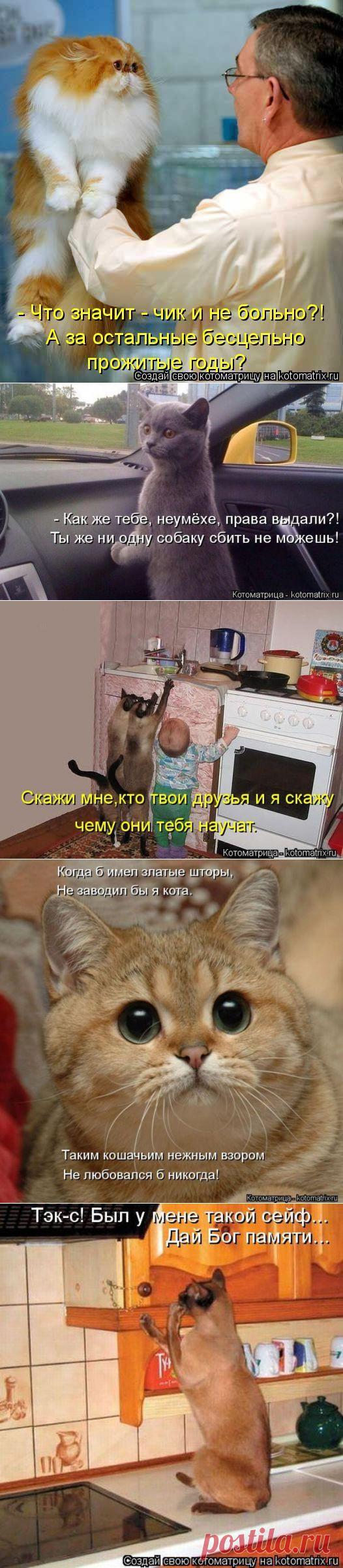 Прикольные котоматрицы / Питомцы