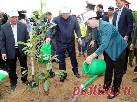 Во Вьетнаме в ближайшие годы высадят свыше миллиарда деревьев | В мире