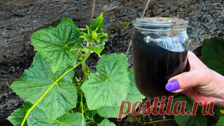 1 Литр под куст Огурцов. пойдут в рост, обеспечат урожаем, плети не желтеют и в августе | Маленькая Дача | Дзен