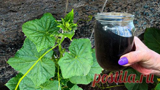 1 Литр под куст Огурцов. пойдут в рост, обеспечат урожаем, плети не желтеют и в августе | Маленькая Дача | Дзен