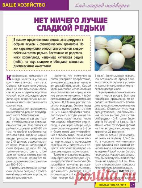 Нет ничего лучше сладкой редьки