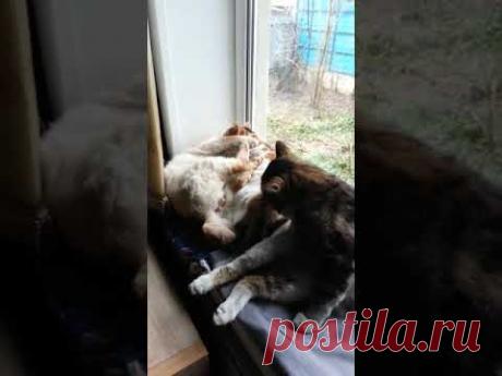 Сплошные облизывашки...