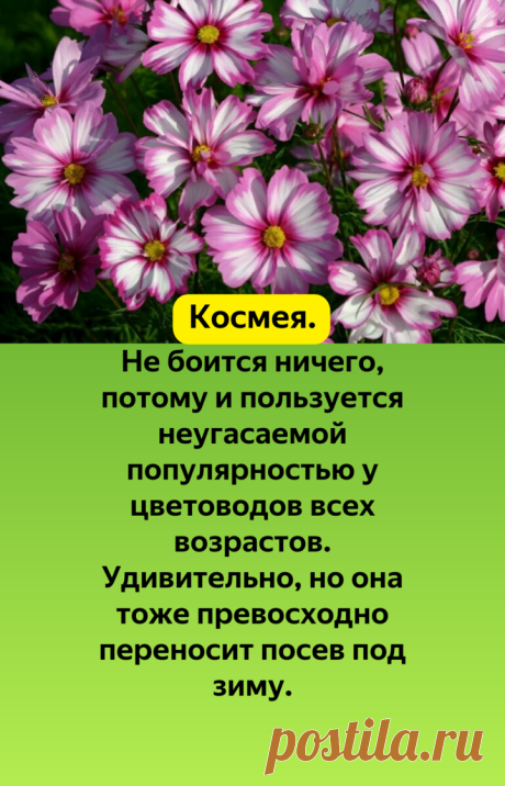 Три однолетника, которые стоит посеять под зиму для их раннего цветения. | Огород и Дача - Большая Удача | Яндекс Дзен