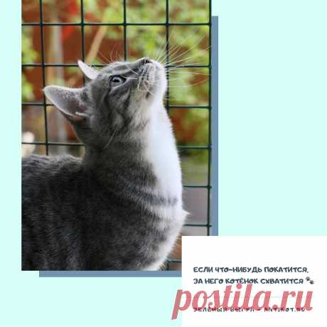 Сетки АнтиКошка - AntiKot.ru