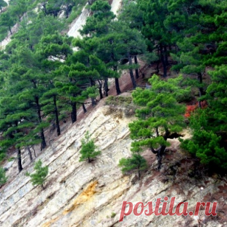 Pitsunda-Mussera Reserve | The Chamber of Commerce and Industry of the Republic of Abkhazia