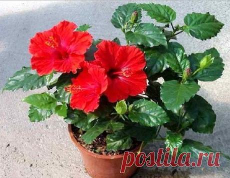 Домашние растения, которые быстро принесут вам счастье и благополучие