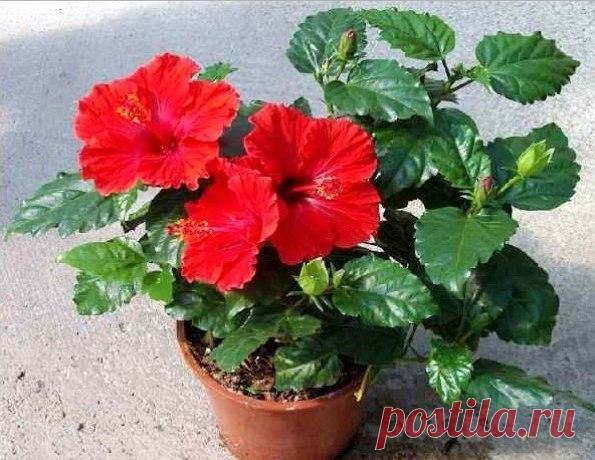 Домашние растения, которые быстро принесут вам счастье и благополучие