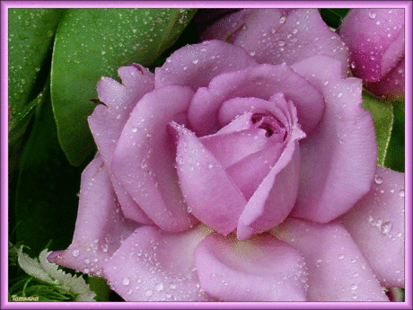 DOT_Flowers_B_70.gif (1024×768)