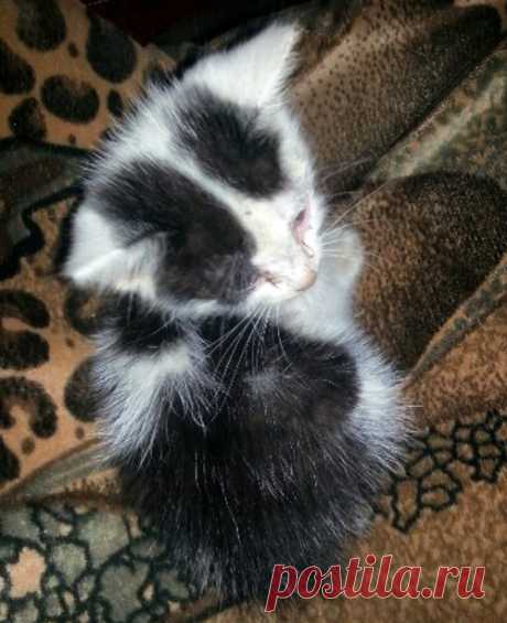 Нашли в подвале умирающего котенка...
В июле 2016 г. наш сантехник нашел в подвале умирающего котенка. Мы с дочерью забрали его домой.
Котенок был почти без сознания, заеденный блохами, истощенный, и хрипы в легких были такие, что мы вс…