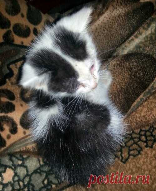 Нашли в подвале умирающего котенка... 
В июле 2016 г. наш сантехник нашел в подвале умирающего котенка. Мы с дочерью забрали его домой.

Котенок был почти без сознания, заеденный блохами, истощенный, и хрипы в легких были такие, что мы вс…