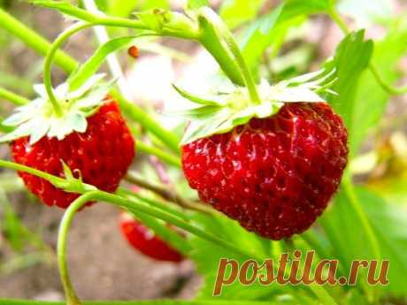 Секреты эффективного выращивания клубники | Домохозяйка