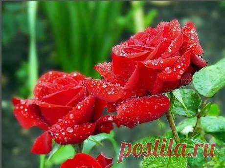 Одноклассники