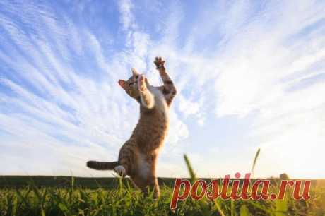 ...танец ..мартовского кота)))