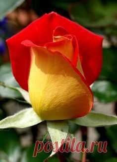 ~Piccadilly Rose