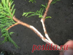 Черенкуем хвойные - Садоводка