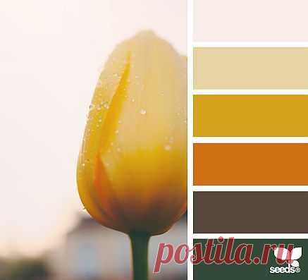 for all who ❤ color | flora tones