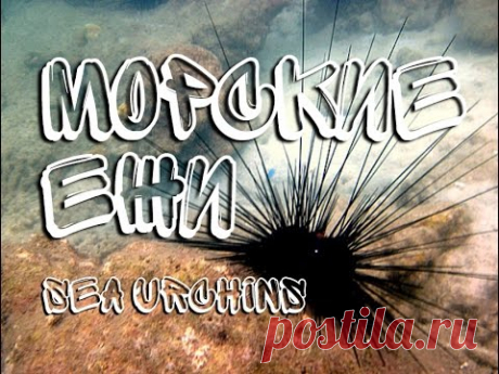 Морские ежи — Sea urchins - YouTube