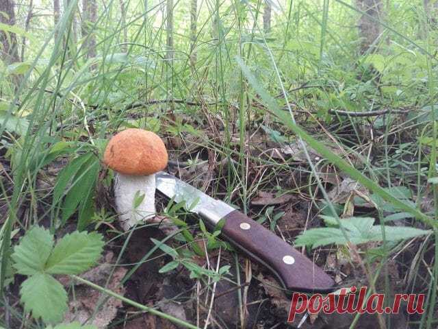 Когда собирать грибы: народные приметы в помощь любителям тихой охоты