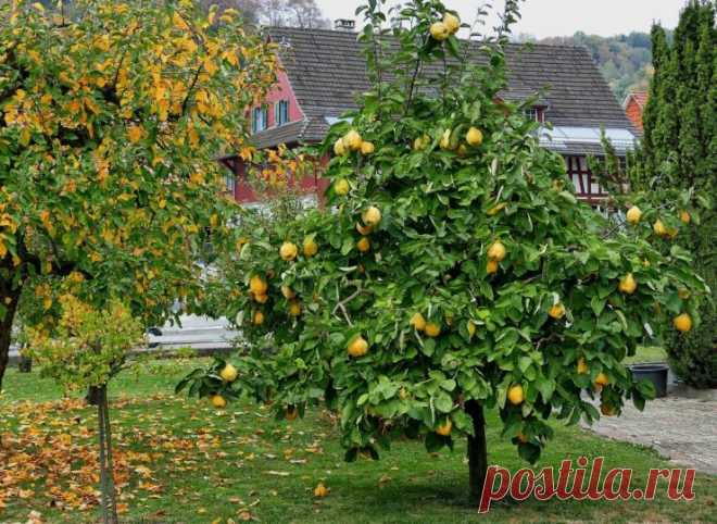 Обрезка айвы и формирование кроны летом, осенью, весной | Как обрезать айву правильно