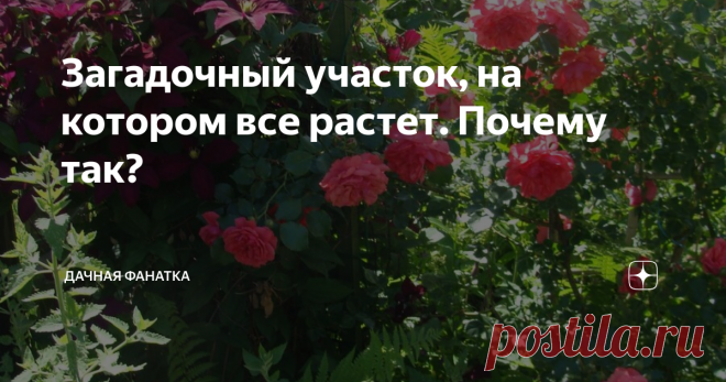 Загадочный участок, на котором все растет. Почему так? Точных объяснений, как образовался этот кусочек рая в моем саду, нет. Есть только догадки. Факт остается фактом: на небольшой площади, примыкающей к дому, растет все. И не просто растет, а буйствует без особого ухода.
Сейчас объясню, что это за уголок, как он расположен, и, может быть, вам удастся создать нечто подобное у себя. Если будет такое желание.
Итак, имеется узкая полоса земли между