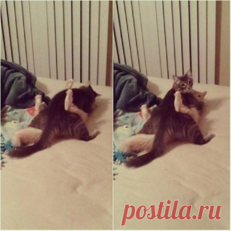 Несколько котов не ожидали, что вы вернётесь домой так рано